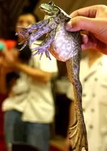 Βάτραχος με έξι πόδια!!!