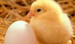 Το αυγό έκανε την κότα και όχι η κότα το αυγό!