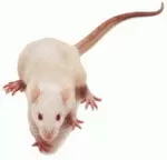 Ζητούνται 3.200 λευκά ποντίκια για το Κρεμλίνο!