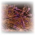 Πέντε τρόποι προστασίας της αντρικής γονιμότητας.