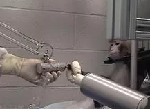 Μαϊμού κίνησε ρομποτικό χέρι με την σκέψη