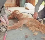 Ενα αλπακά κουρεύεται